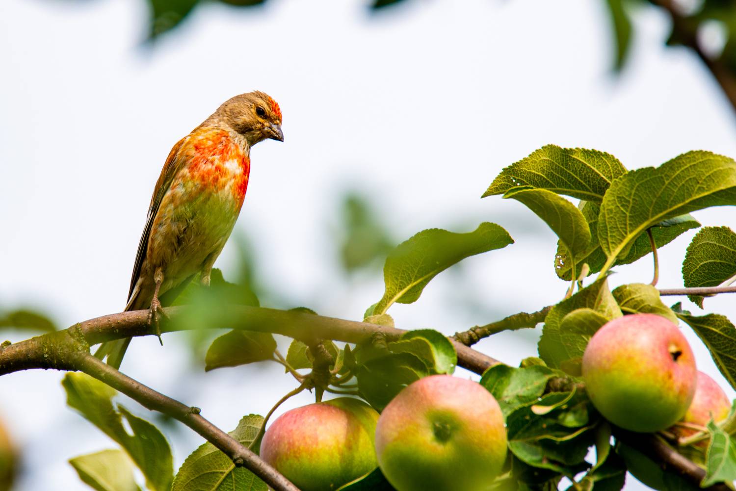 Овсянка с яблоками
