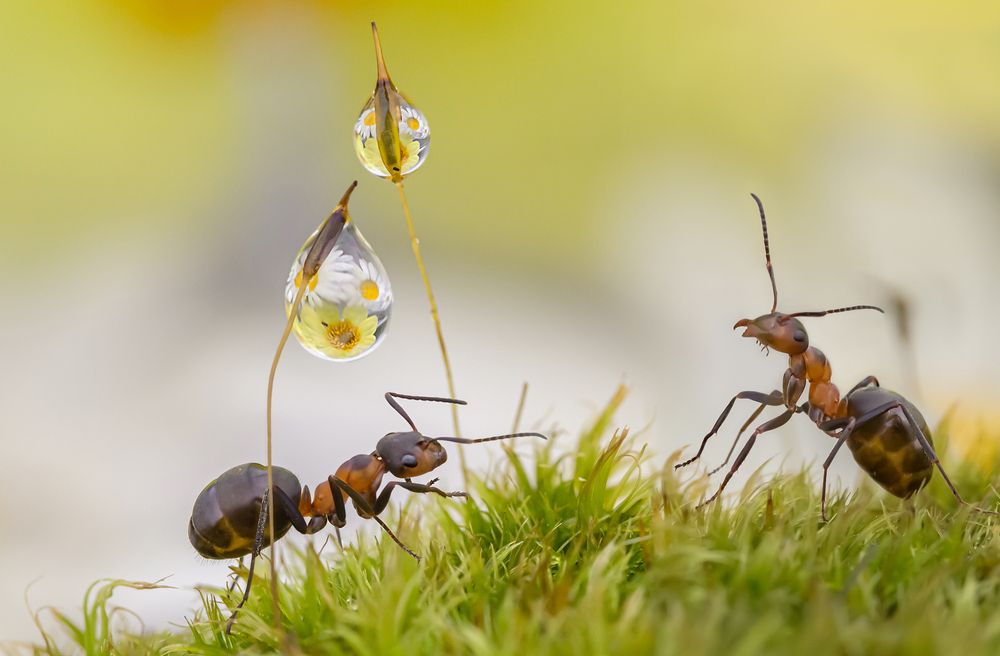 Ants and beautiful drops