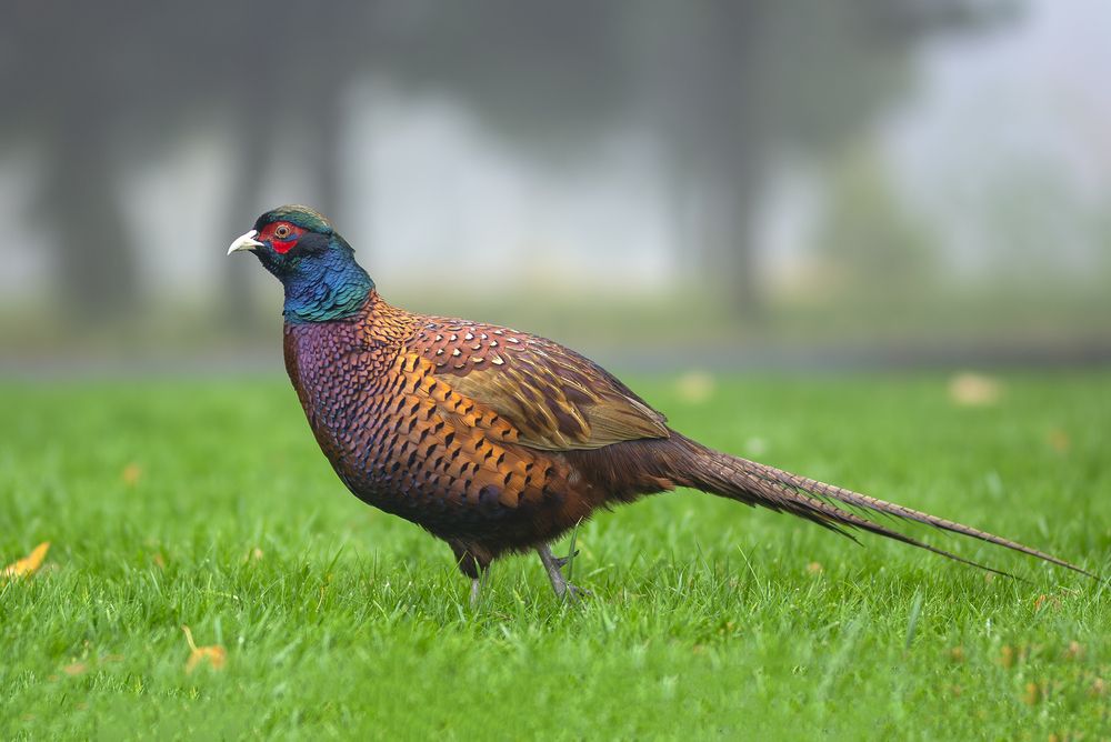 Photograph by Дмитрий Кетов