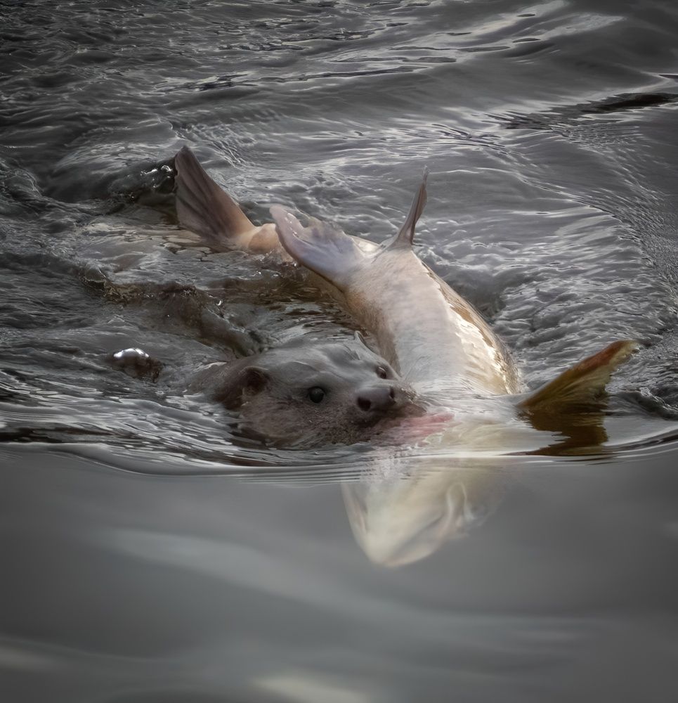 Фотография автора Michael Gault