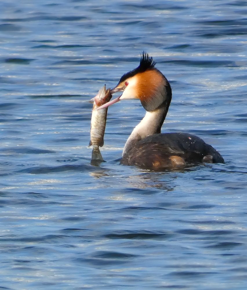 Фотография автора Michael Gault