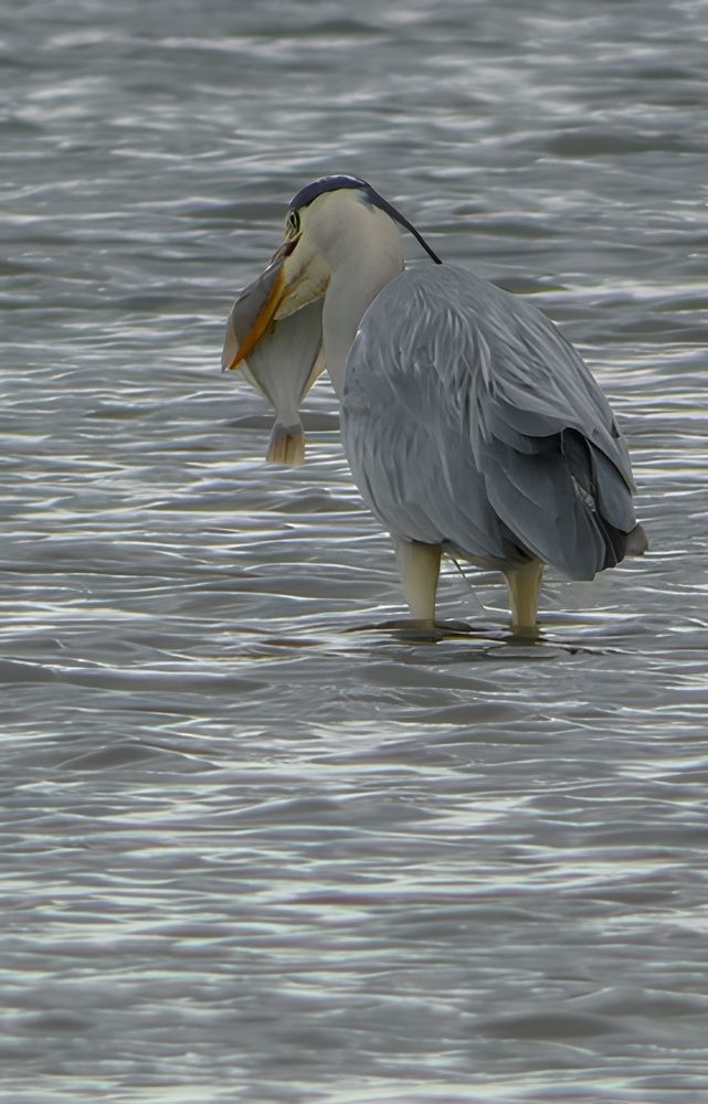 Фотография автора Michael Gault