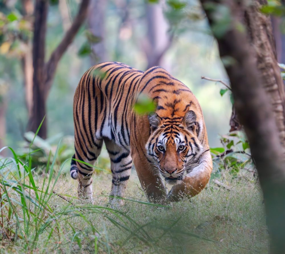 Photograph by Pranay Paul