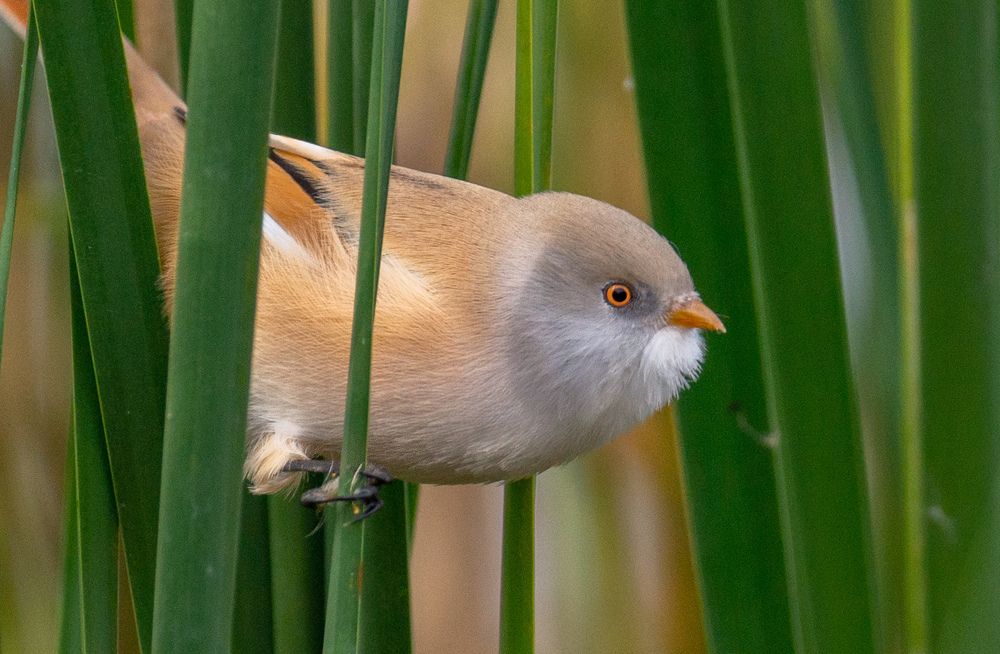 Photograph by Елена Гольдебаева
