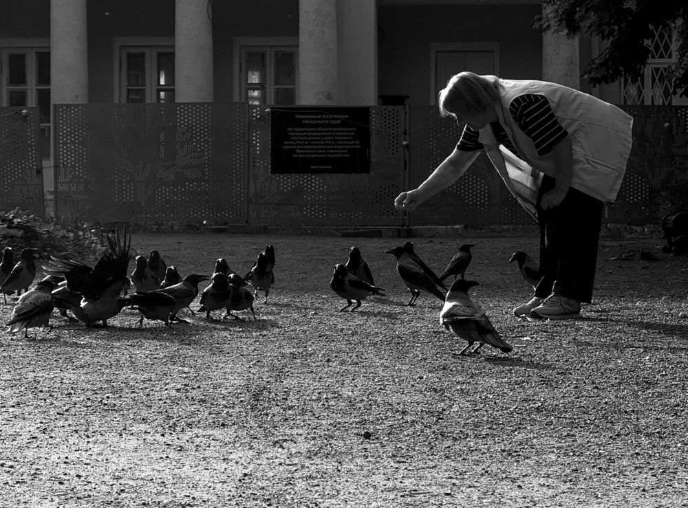 Кормление ворон на закате