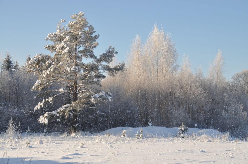 Красота зимы