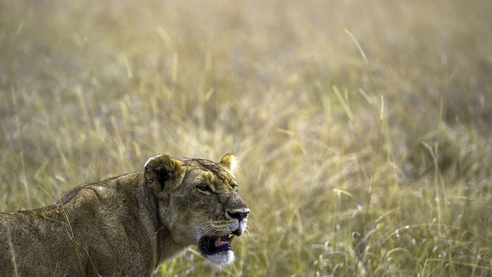 Photograph by Nuwair ALHajeri