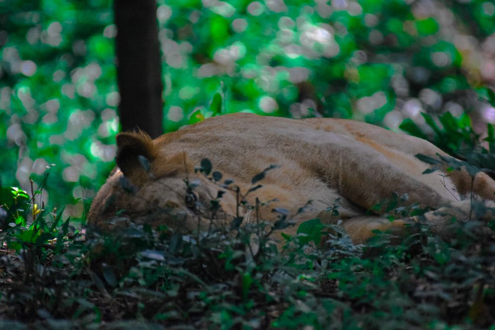 LIONESS - ACT ASLEEP