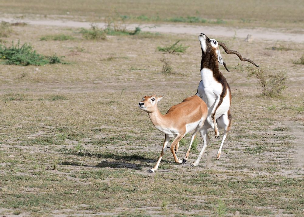 Mating