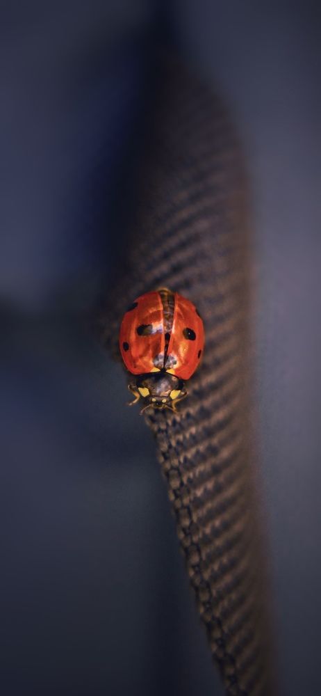 Photograph by Александр Арасланов