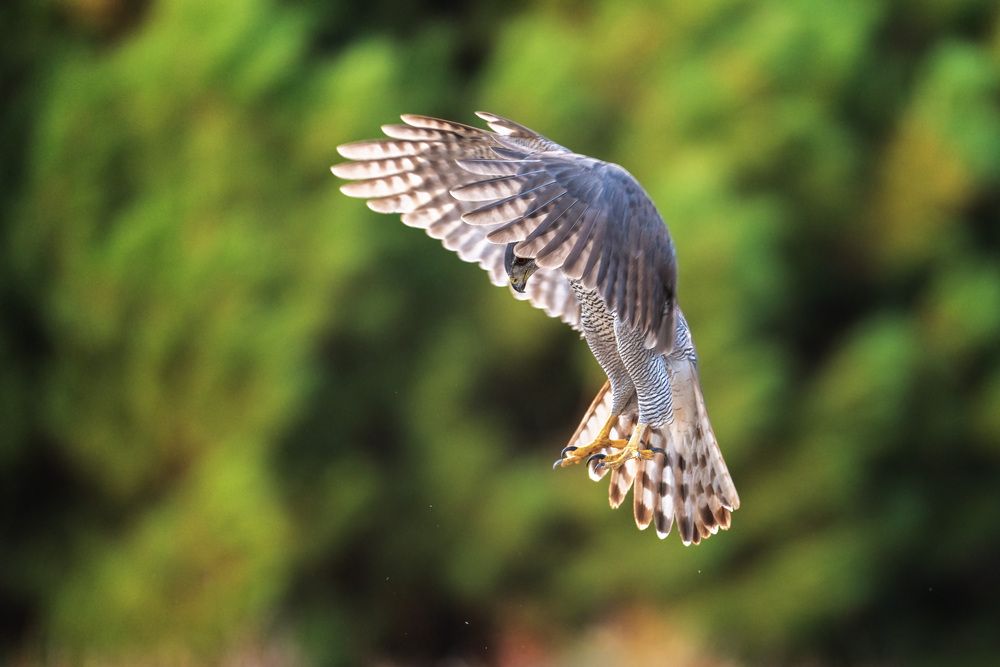 Photograph by Lyubomir Momchilov