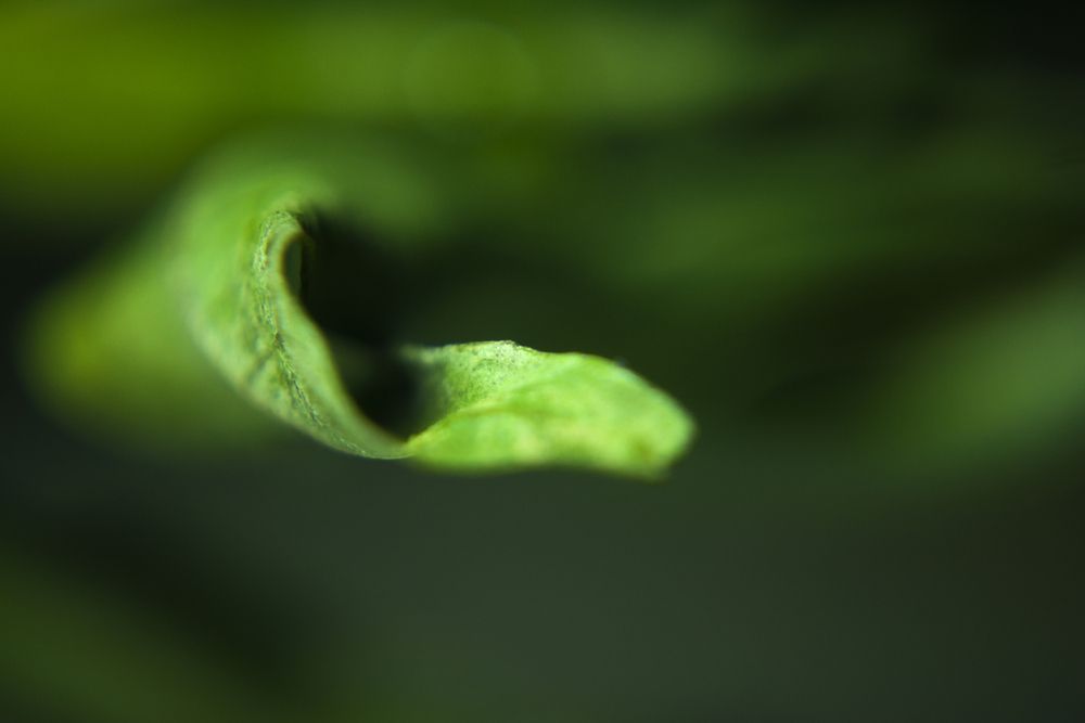 Photograph by Nada Khalifa