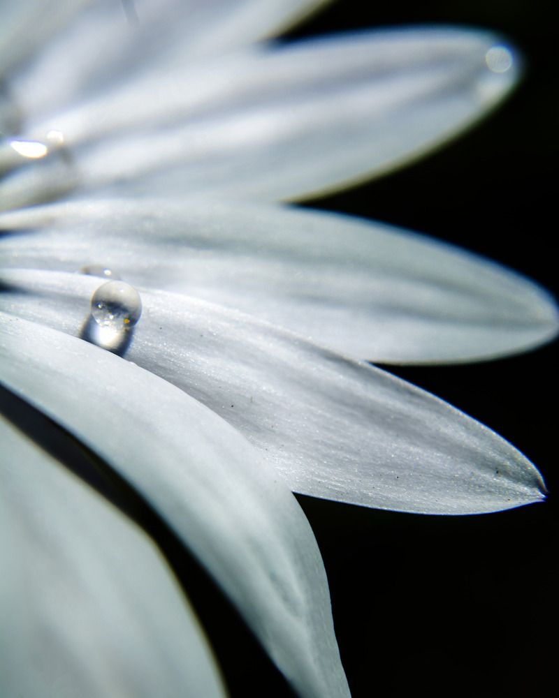 The Dewdrop