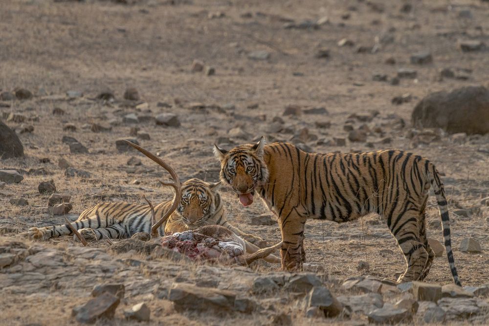 Lessons of the Wild: Cubs at Their First Kill