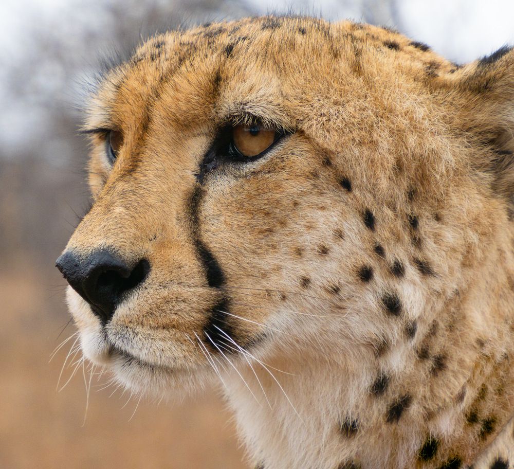Eyeing a Prey