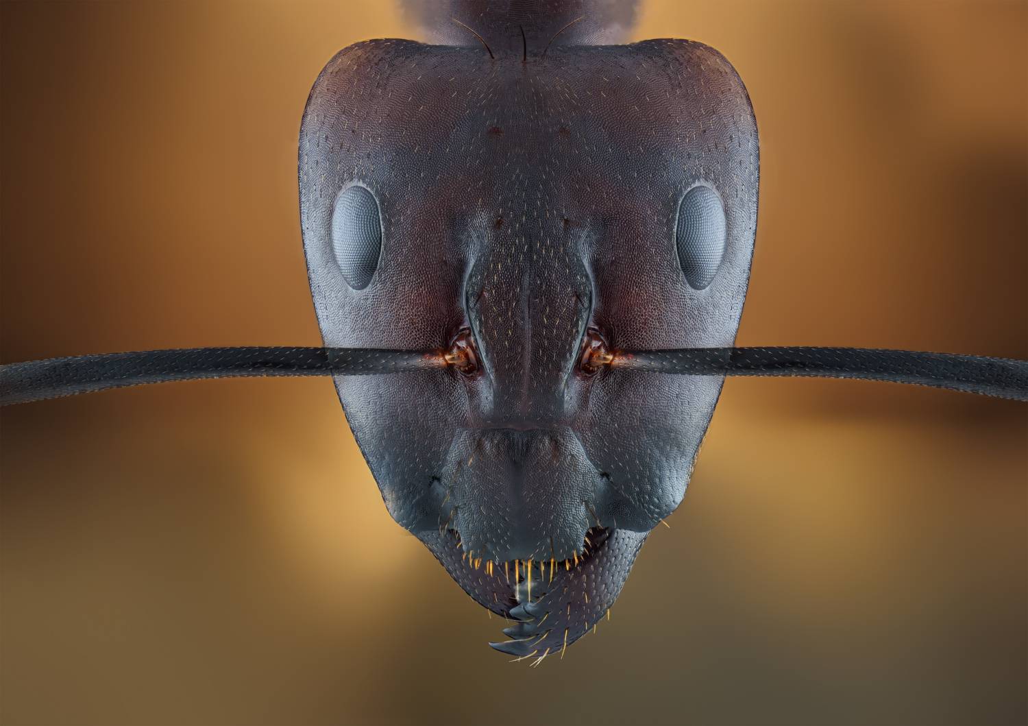 Face in the Ordinary Face in the Ordinary