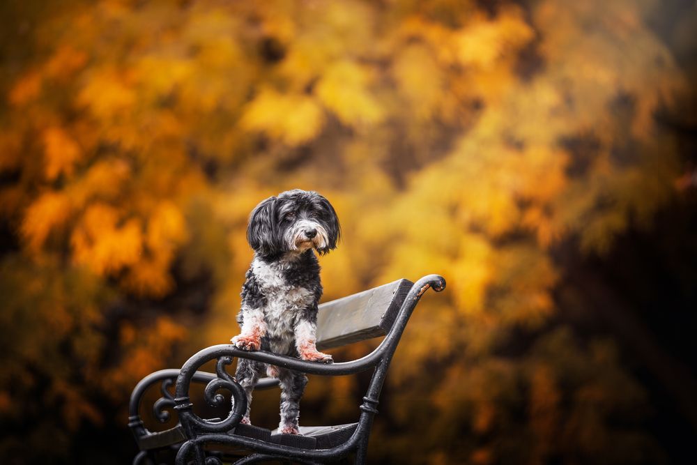 Before Winter Comes