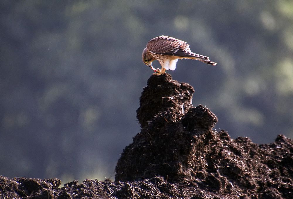 Фотография автора Александр