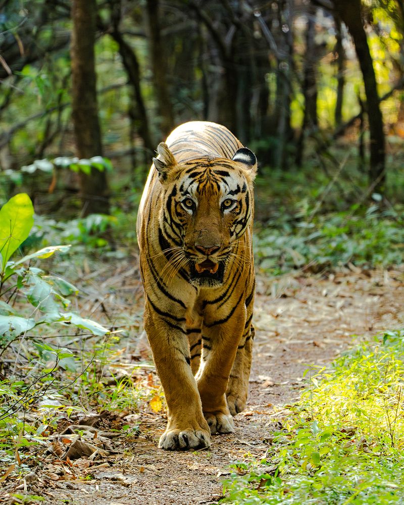 Photograph by Nikhil Parnandi