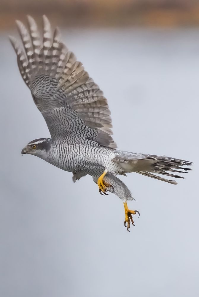 Фотография автора Григорий Борняков