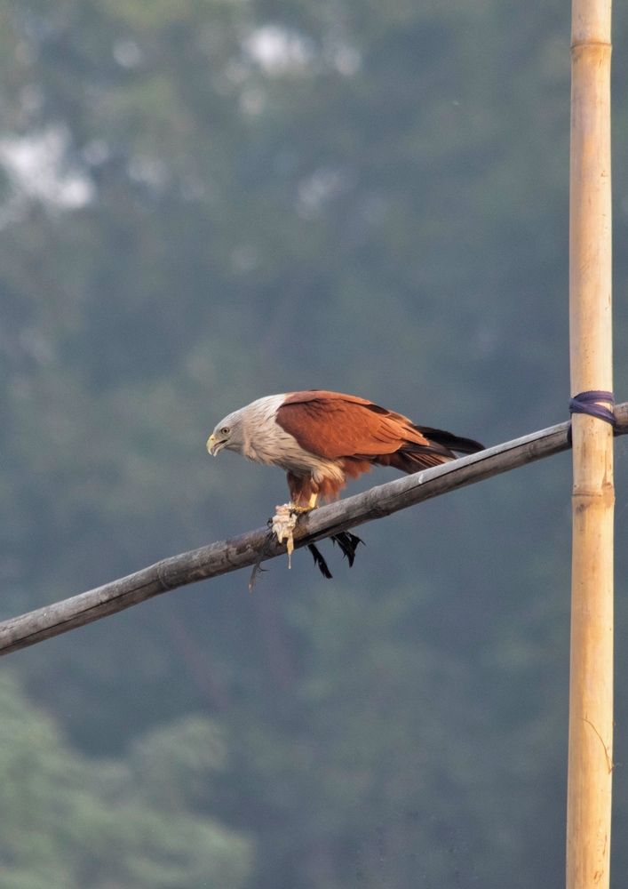 Фотография автора Washiful Majid