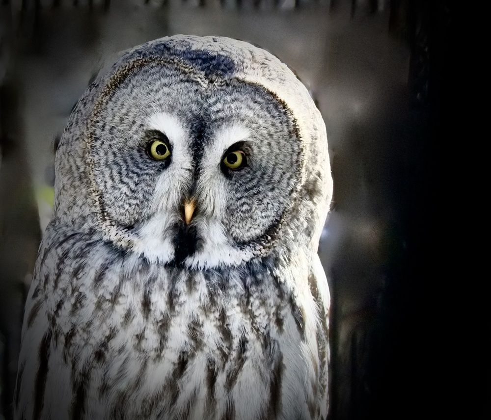 Photograph by Татьяна Шитлина