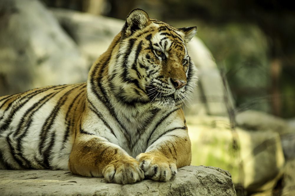 Фотография автора Михаил Лупина