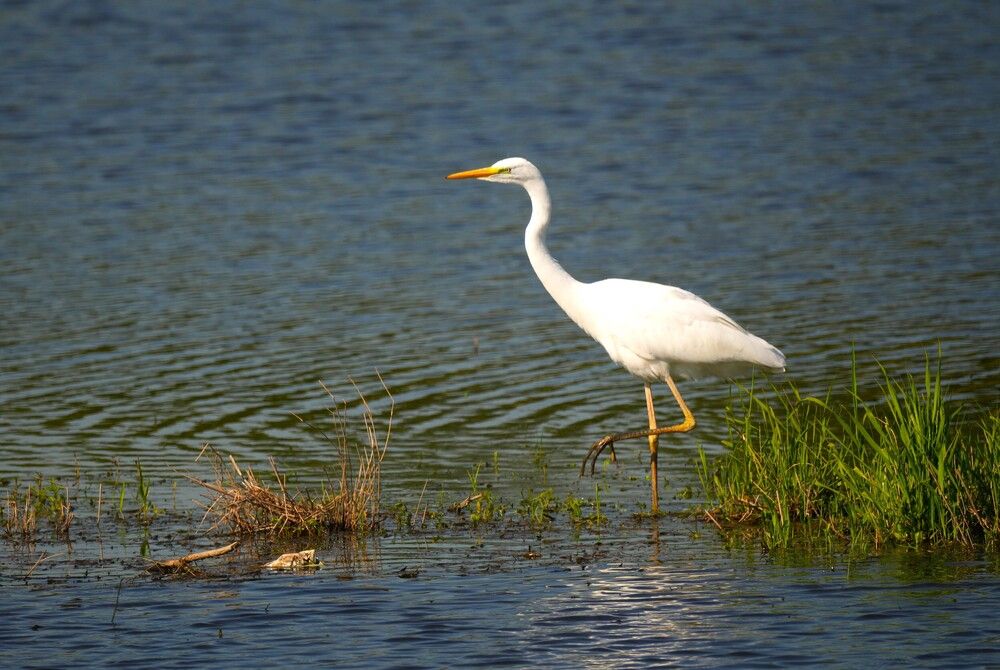 Цапля на охоте.