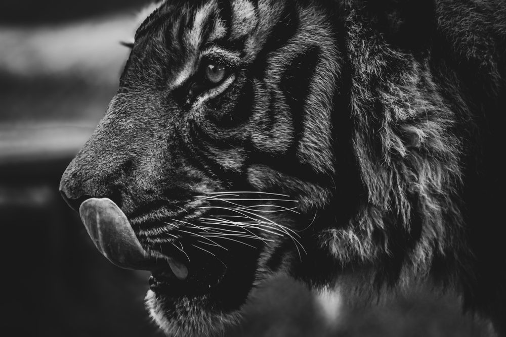 Photograph by Ziad Rizwan