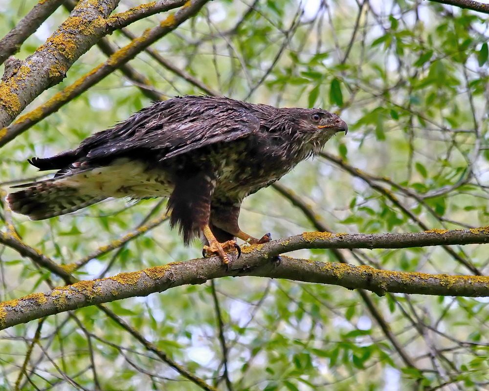 Photograph by Игорь Чеботарёв