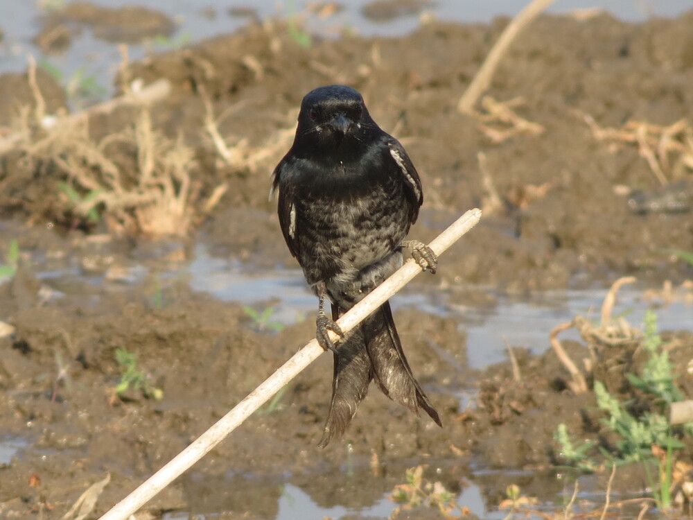 Photograph by Ashis Pramanik