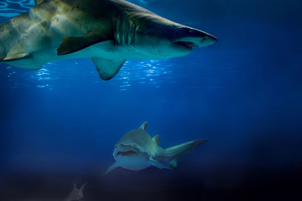 Photograph by Алексей Козлов