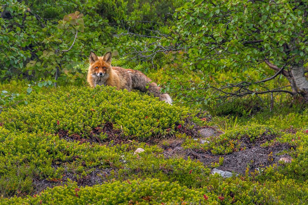 Photograph by Алексей Козлов