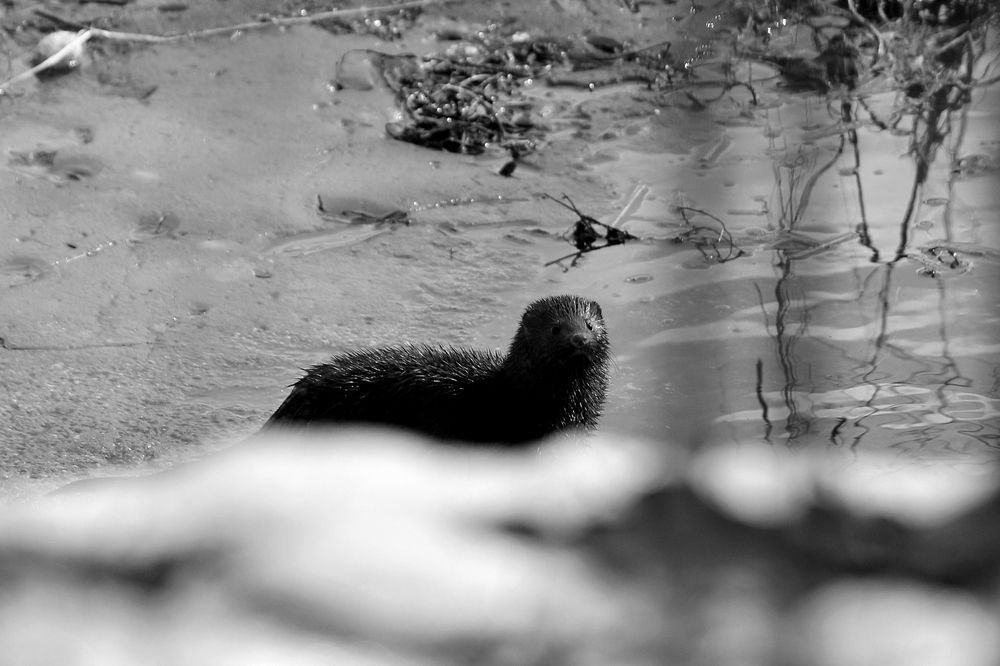 Photograph by Татьяна Слесарева