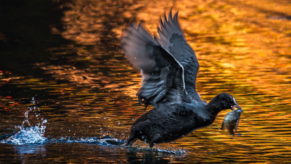 Фотография автора Uesan Aliace