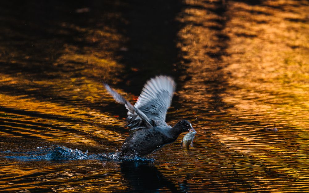 Фотография автора Uesan Aliace