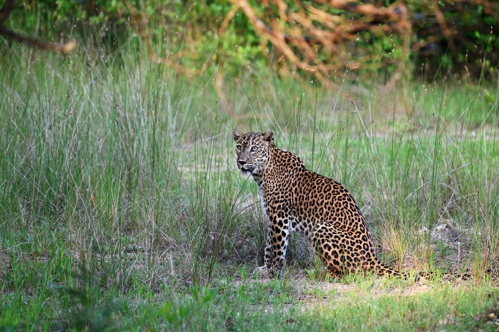 Photograph by Shirley irantha Sooriyaarachchi