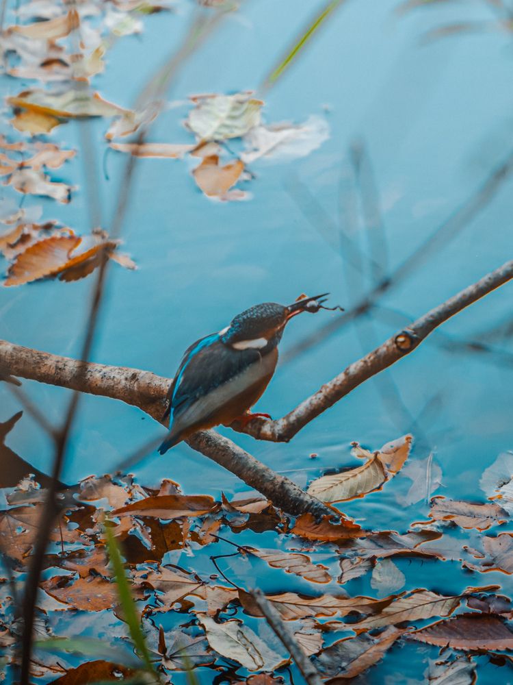 Фотография автора Uesan Aliace