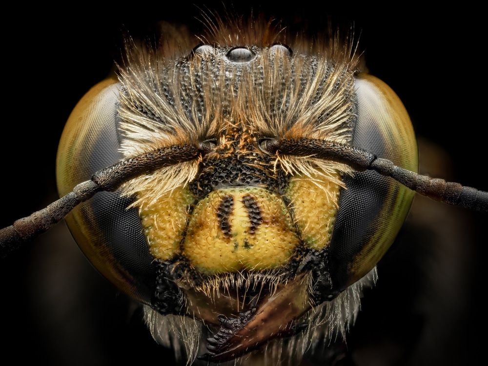 Insect profiles