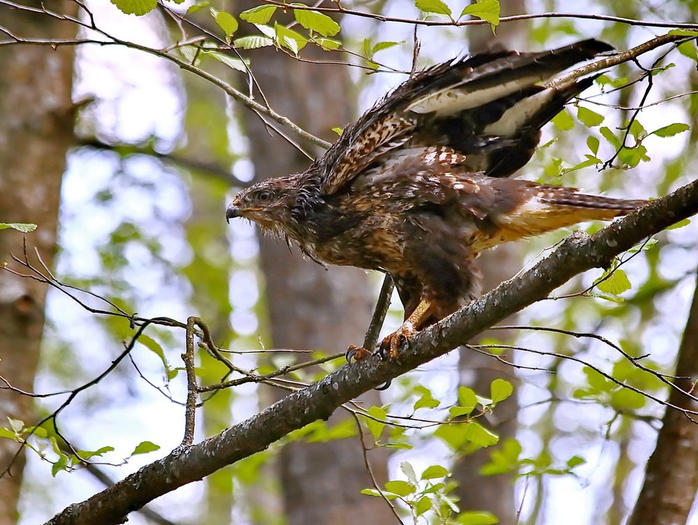 Photograph by Игорь Чеботарёв