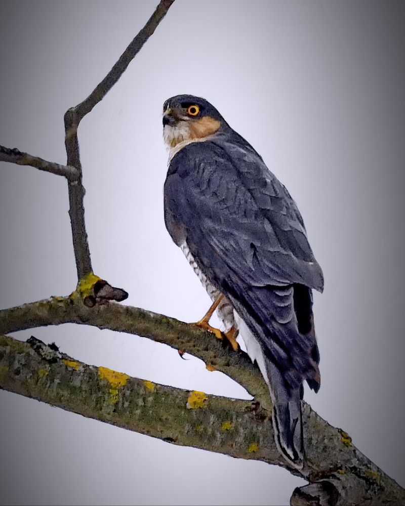 Photograph by Игорь Чеботарёв