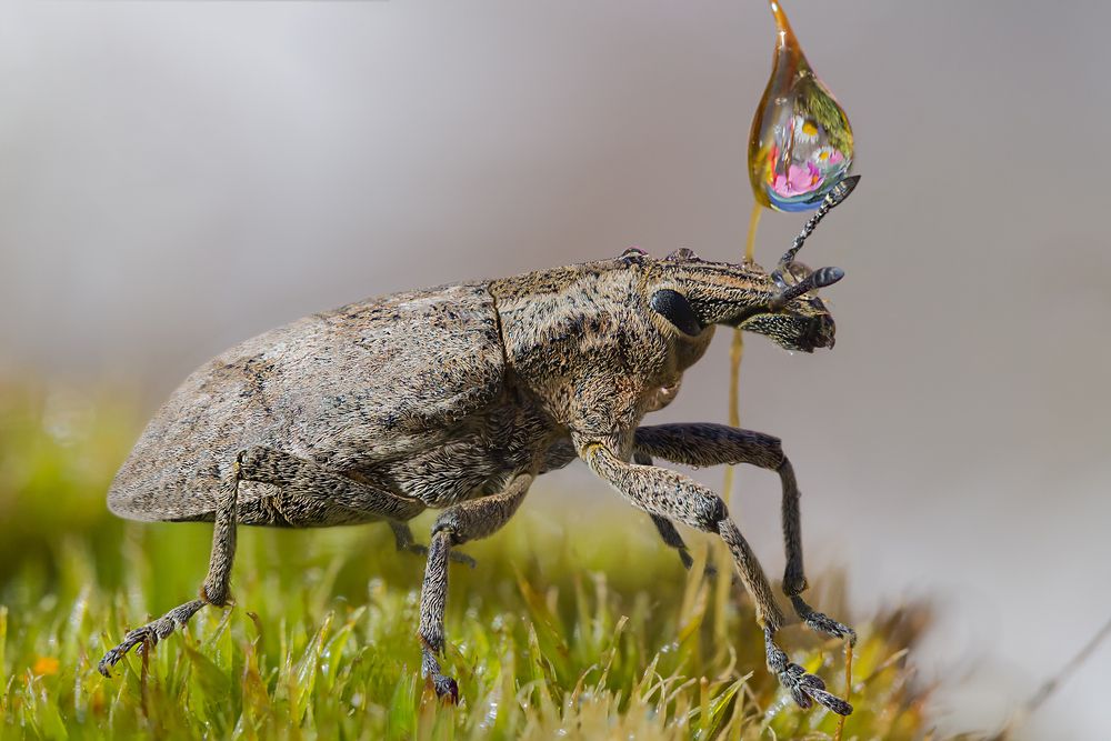 The weevil beetle