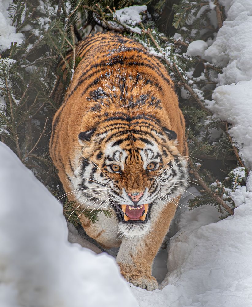 Photograph by Михаил Измайлов