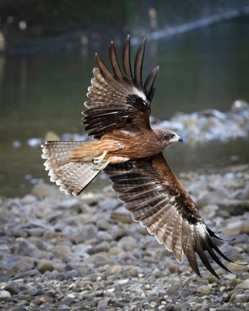 Photograph by KOHAGI