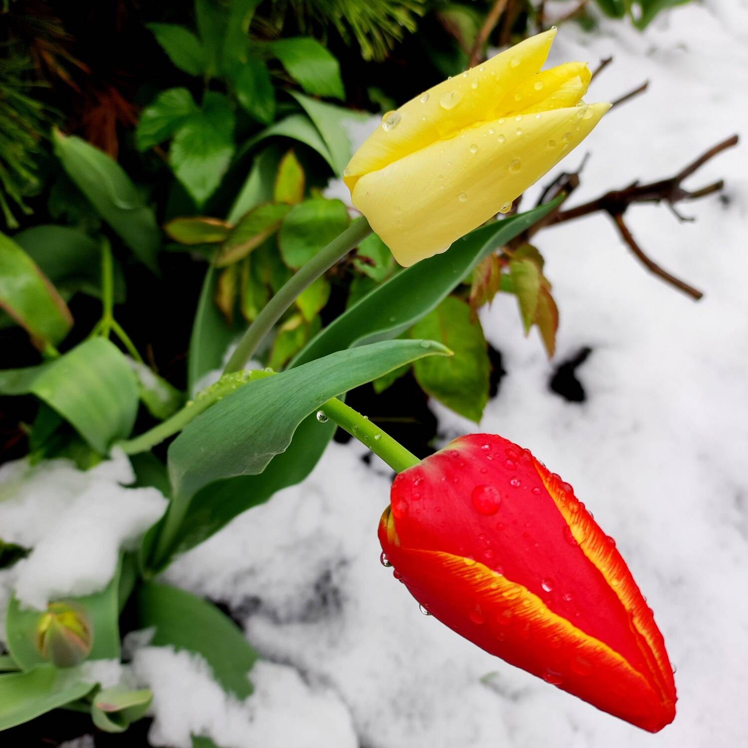 Тюльпаны в снегу