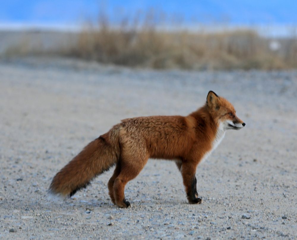 Photograph by Лариса Ким