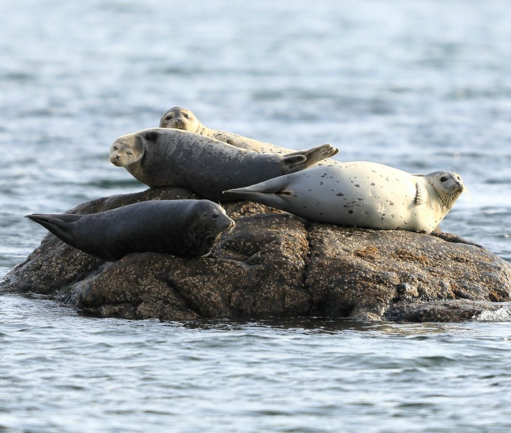 Photograph by Лариса Ким