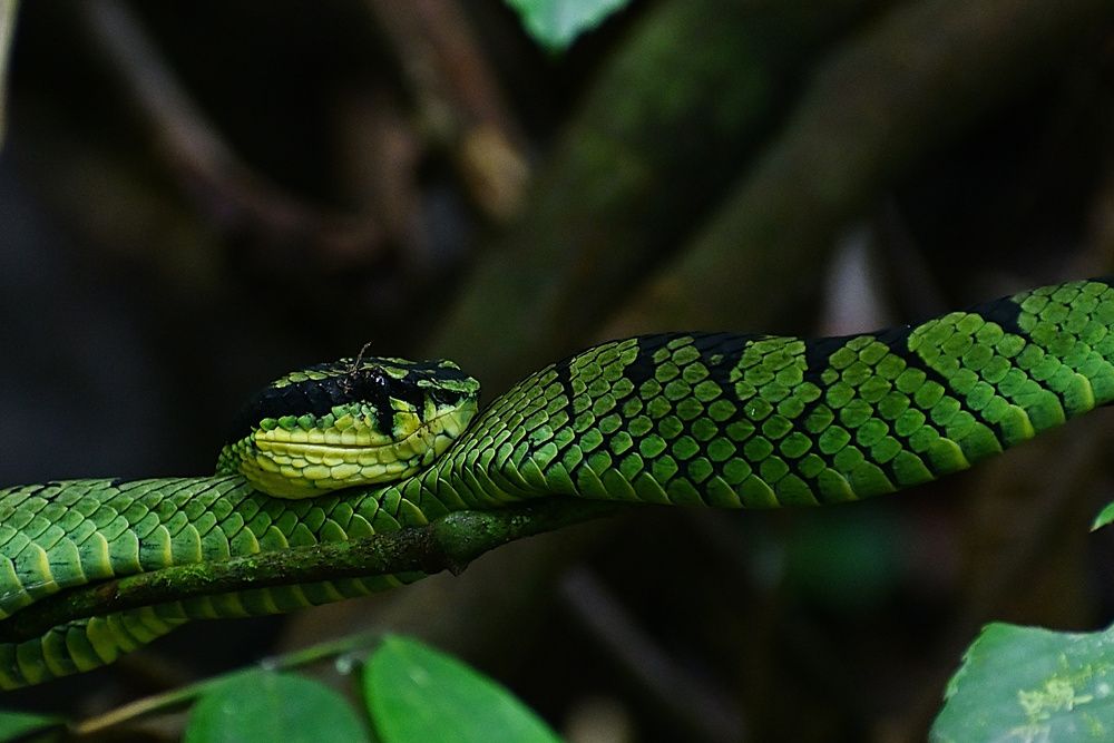 Photograph by Shirley irantha Sooriyaarachchi