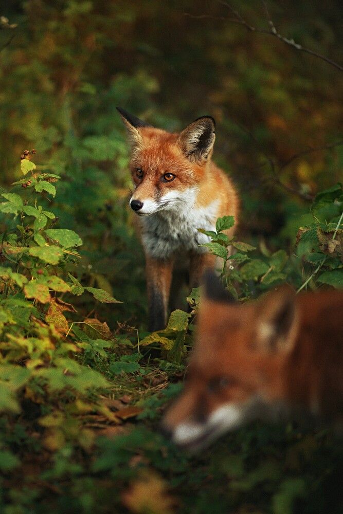 Photograph by Татьяна Максакова