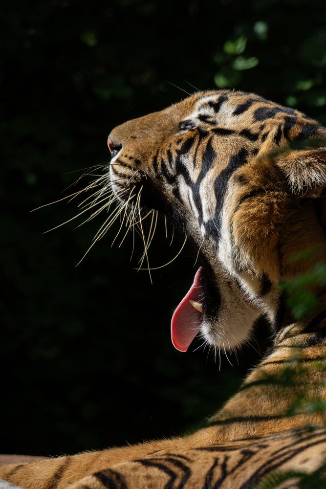 Photograph by Shehan Dondeenu